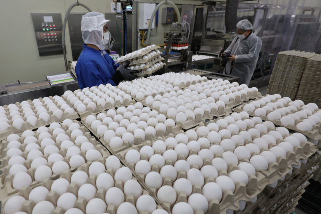 26일 천안시 서북구 입장면의 한 계란 수입 업체에서 직원들이 정부가 계란 수급 불안에 대비해 수입한 미국산 신선란을 선별하고 세척·포장하는 등 제품화 작업을 하고 있다. 이날 제품화 과정을 거친 미국산 수입란은 농림축산식품부가 고병원성 조류인플루엔자 확산에 따른 계란 수급 불안에 대비해 국영무역 방식으로 수입한 미국산 신선란 224만개의 일부이다. 연합뉴스