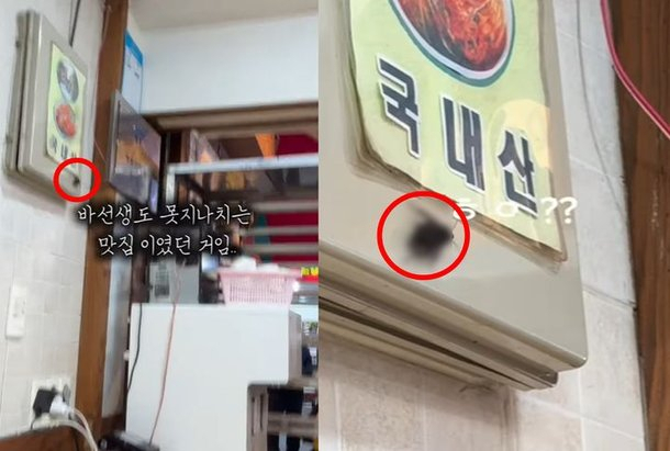 '생활의 달인' 맛집인데 바퀴벌레가?…유명 떡볶이집 '발칵'