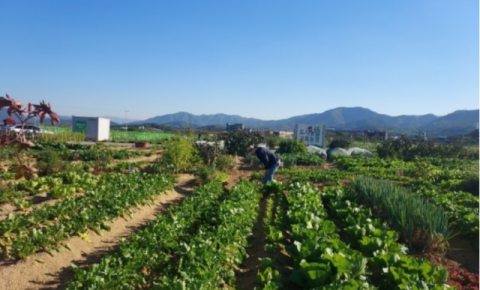 농업 체험과 교육을 한번에…군위군, '주말농장·주말농부학교' 운영
