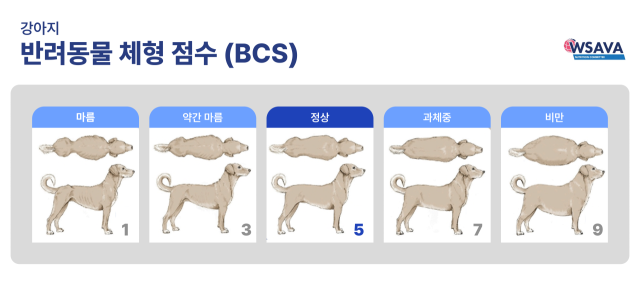 실내 펫 피트니스 센터에서 즐겁게 놀이 운동하는 반려견들, 대사증후군의 원인은 사람과 다르지 않다. 과영양과 부족한 운동량에 있다. 최근에는 도심 속 반려견의 운동량을 늘리고 건강한 체형 유지를 위한 펫 피트니스 센터들이 늘고 있다. 전문 동물재활치료사들이 미끄럼 방지 매트가 깔려있는 실내에서 반려견에 적합한 운동 방벙을 익혀주는 피트니스 센터라고 이해하면 된다.