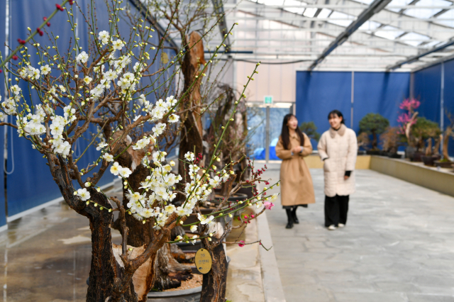 분매원을 찾은 방문객들이 추운 겨울을 이기고 꽃과 향을 피운 매화의 기품을 고나람하고 있다. 영주시 제공