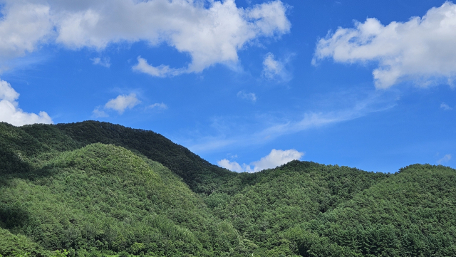 매수 임야 전경. 영주국유림관리소 제공