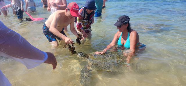 코앞에서 만나는 야생 바다거북이 여행자가 건넨 해초를 먹는 모습이 신비롭다.