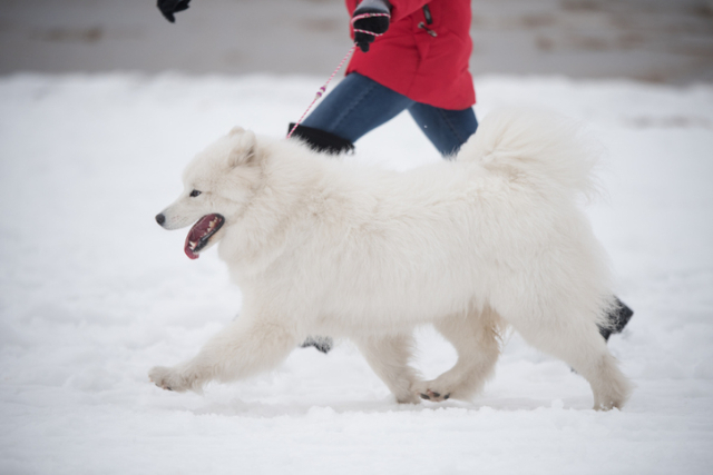 [반려동물 건강톡톡] 겨울철 산책길의 하얀 복병, 염화칼슘 주의보