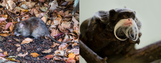 캘리포니아쥐(왼쪽)는 일부일처제 성실도가 높으며 영장류 중 가장 성실도가 높은 것은 콧수염타마린(오른쪽)이다. ⓒshutterstock