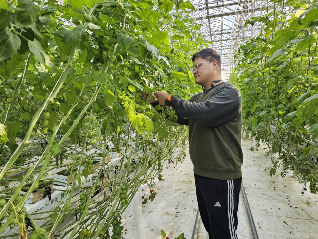 청년농부 전제원 씨가 자신이 재배한 대추방울토마토를 살펴보고 있다. 경북농업기술원 제공