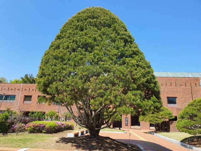 국립대구박물관 앞마당에 있는 백송은 반타원형의 수형이 아름답다. 박물관 개관 당시 김영삼 대통령이 기념으로 심은 나무다.