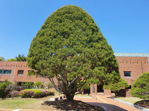 [이종민의 나무오디세이] 백송(白松)