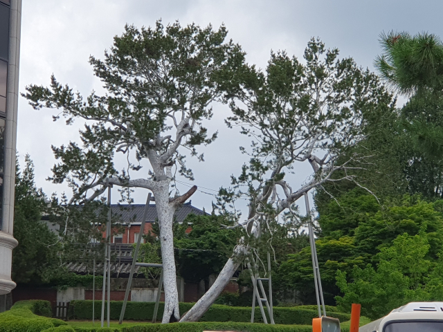 대구 달성공원 정문 남쪽에 있는 백송. 둥치는 한 아름에 못 미치고 줄기의 색깔이 아직 푸릇푸릇하다.