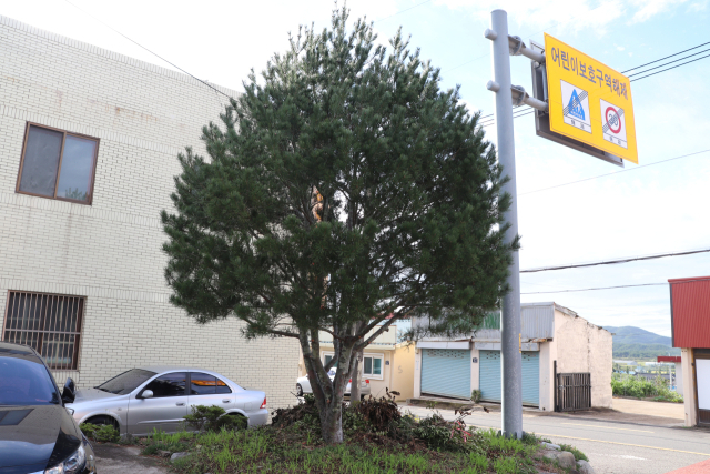 대구 어린이세상 뜰의 백송. 소나무들 사이에 섞여있어 눈에 잘 띄지 않는다.