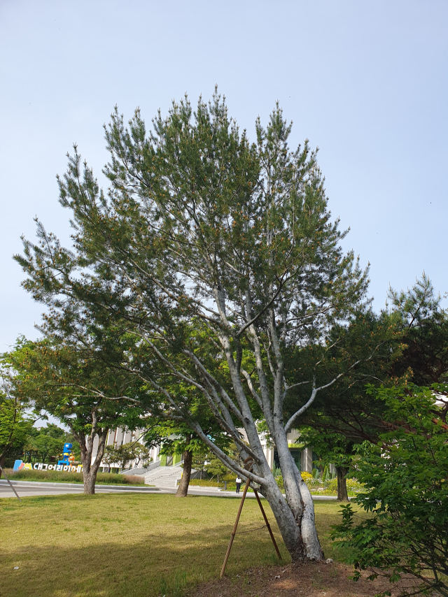 서울 재동 헌법재판소 언덕배기에 있는 천연기념물 백송은 높이 약 17m, 밑부분의 둘레는 3m 넘는 노거수로 줄기가 두 갈래로 벌어져 멀리서 보면 하늘 향해 두 팔을 벌린 