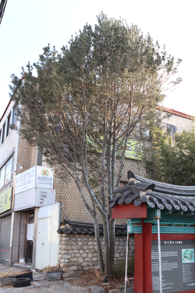 [이종민의 나무오디세이] 백송(白松)