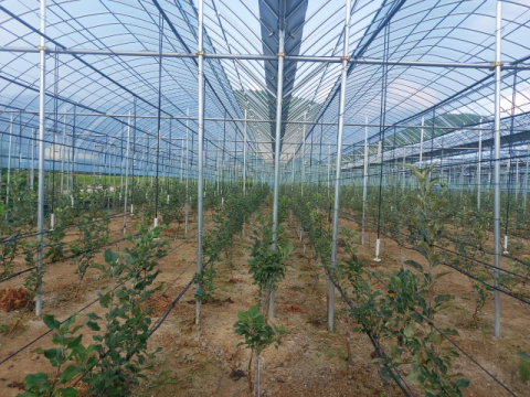 경북농업기술원, '재해대응형 과수 시설' 공모 선정… 사과 산업 경쟁력 강화