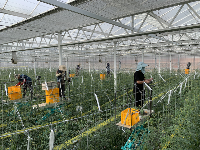 스마트 농업지구. 경북도 제공.