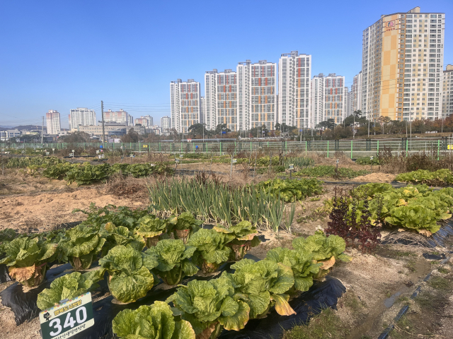 행복텃밭 모습. 김천시 제공