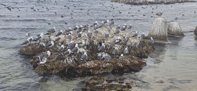 울진 현내항 갈매기. 이상원 기자