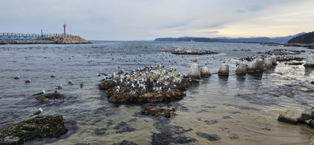 울진 현내항 갈매기. 이상원 기자