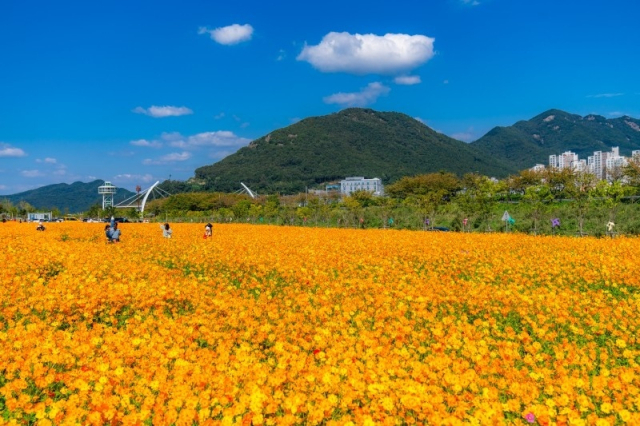 야생화 단지 모습