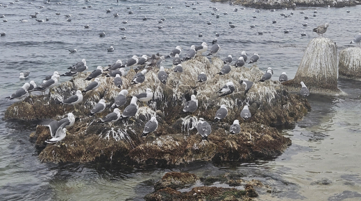 울진 갯바위에 내린 겨울 햇살…갈매기의 망중한