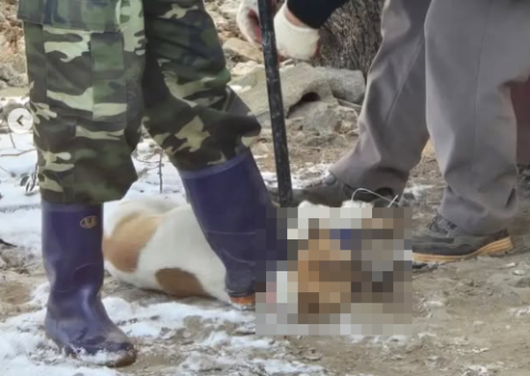 '입양'이라더니 목밟아 제압, 그날 3마리 다 죽었다…공공기관 부지서 무슨일이