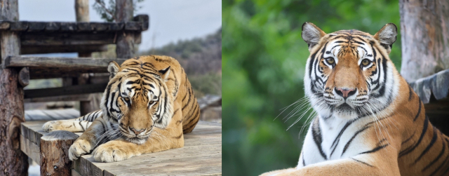 백두대간수목원의 백두산호랑이 남매 