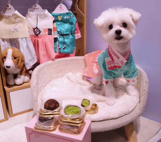 설 명절을 앞두고 이마트 반려동물 전문 브랜드 몰리스가 선보인 반려견 한복과 최근 유행 중인 디저트인 두바이쫀득쿠키를 반려견용으로 재해석한 