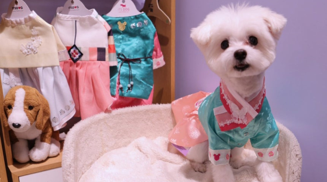 차례상보다 비싸다… 20만원 '애견용 색동저고리'