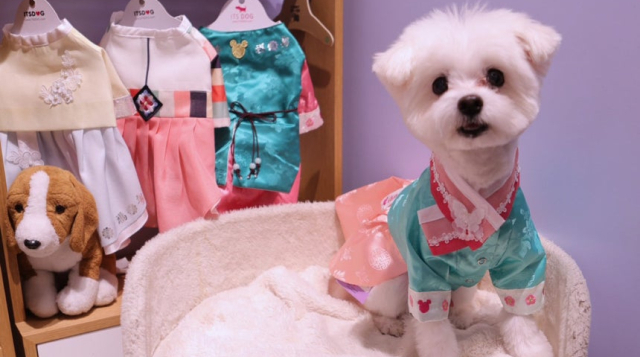 차례상보다 비싸… 20만원 색동저고리 입는 '개상전'