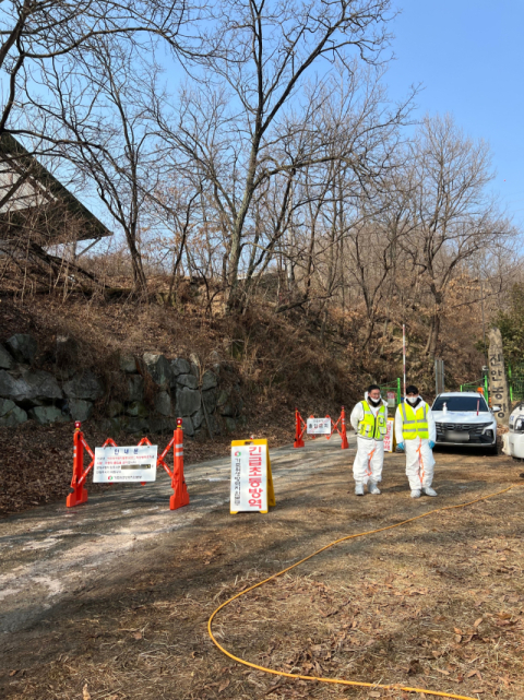 김천시, 아프리카돼지열병 발생농가 사육 돼지 살처분 완료