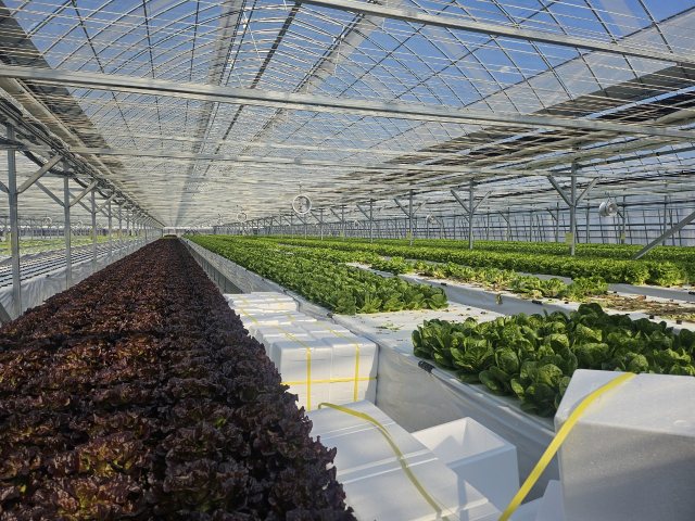 대구 군위군농업기술센터는 내년까지 기존 시설하우스를 활용한 고소득 엽채류 재배 시험을 진행한다. 군위군 제공.