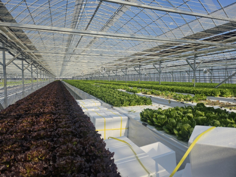 방치된 비닐하우스서 고소득 잎채소 키운다…군위군, 엽채류 재배 시험 나서