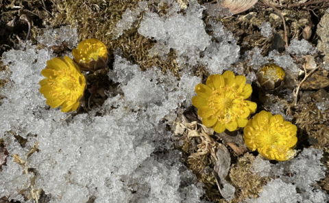 [포토뉴스] 소백산국립공원, 봄의 전령사 복수초 개화
