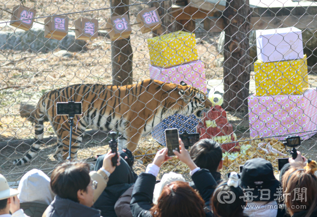 [포토뉴스] 6살 생일 맞은 봉화 백두대간수목원 호랑이 남매 '태범·무궁'