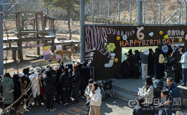 20일 봉화군 국립백두대간수목원에서 생일을 맞은 백두산호랑이 