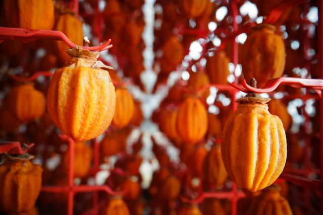 [문화식객 이춘호의 미각기행] 곶감이야기