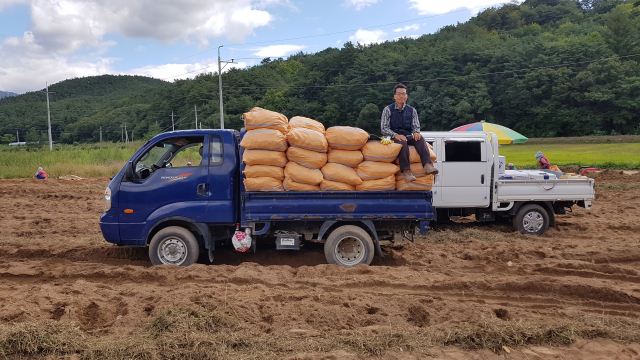 김태준 씨가 도라지 수확 후 트럭에 앉아있다.
