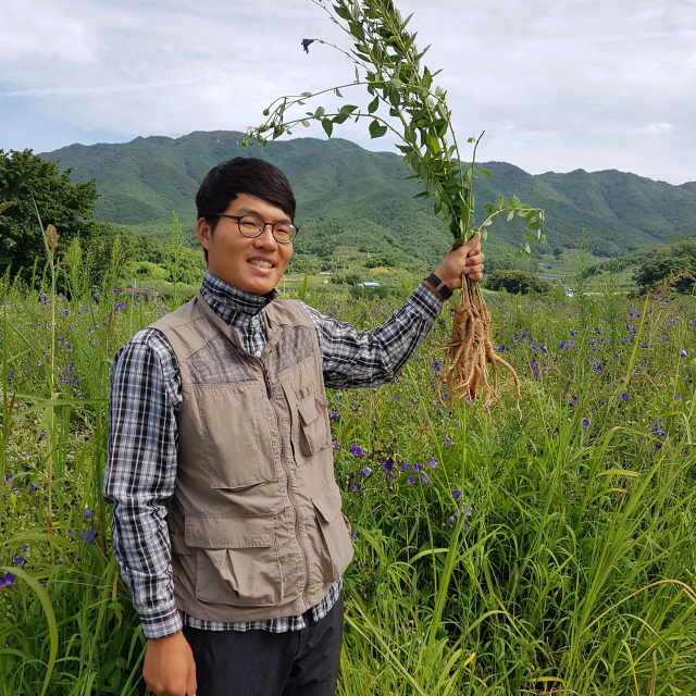 김태준 청년농부. 도라지밭에서 3년근 도라지를 캐 들어 올리고 있다.