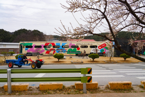 [포토뉴스]울진 매화 꽃망울 활짝 