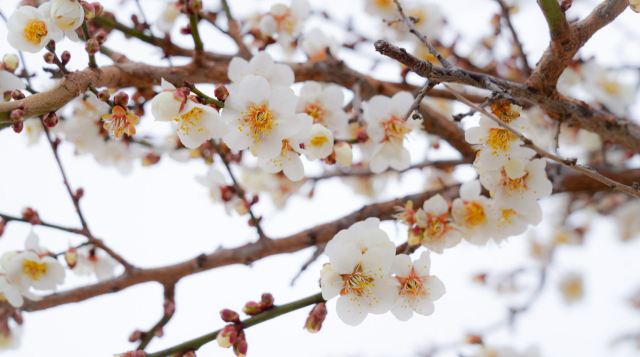 봄 소식 알리는 매화꽃…울진 매화 꽃망울 활짝 