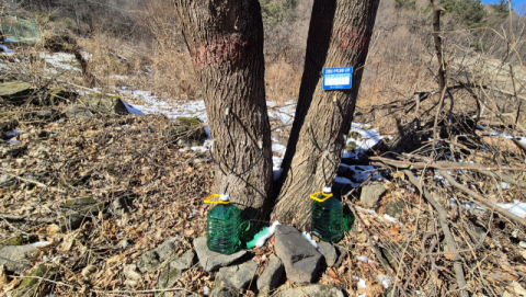 영주국유림관리소, 고로쇠수액 채취 지역주민에게 양여, 산촌 소득에 기여