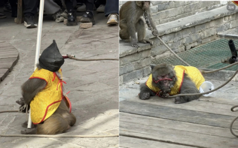 원숭이 무릎 꿇려 '총살' 공연…中 관광지 동물학대 논란