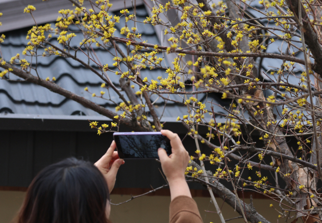 흐린 날씨를 보인 26일 부산 북구의 한 도로변에 노란 산수유꽃이 활짝 펴 시민들의 눈길을 사로잡고 있다. 연합뉴스