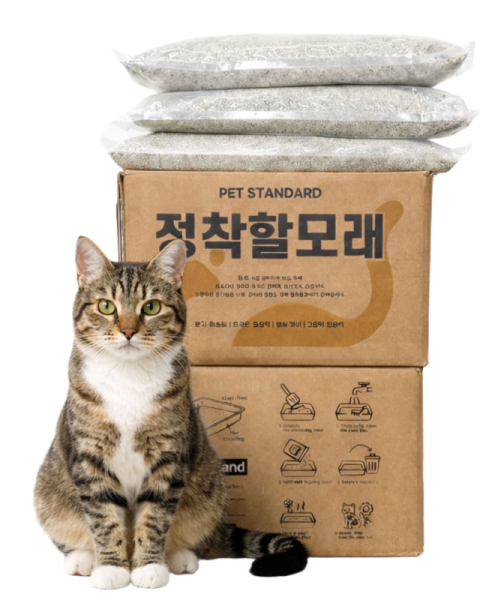 재개발 지역 길고양이 5마리의 자매집사, '고양이 보호소' 꿈꾸며 모래 만들다