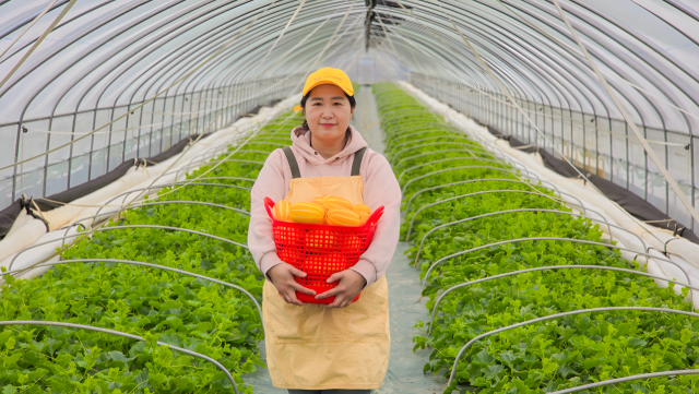 김다혜 청년농부가 비닐하우스에서 참외 바구니 들고 서 있다. 김다혜 씨 제공