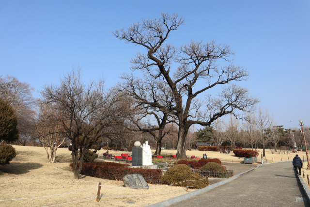 서침 어른을 기리는 회화나무는 달성의 기품을 더해주는 든든한 버팀목이다.