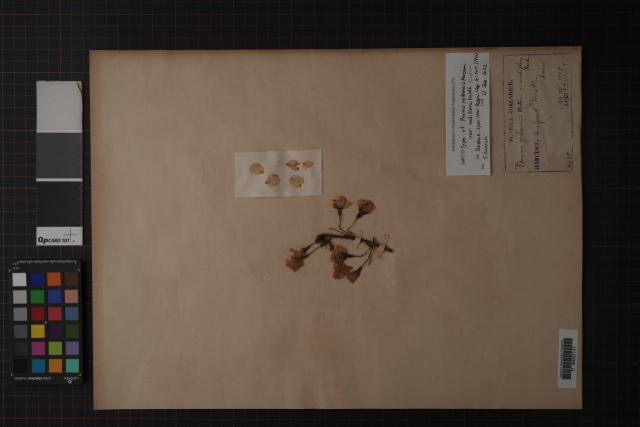 118년전 제주 왕벚나무 표본, 일본에서 찾았다