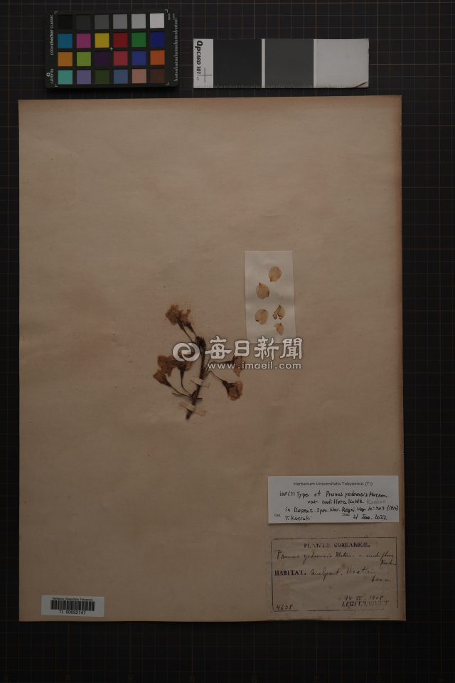 정홍규 이사장이 국내 연구자로는 처음으로 도쿄대학교 총합연구박물관이 소장하고 있는 에밀 타케 신부가 1908년 한라산에서 채집한 제주 왕벚나무 표본(채집번호 4638번)을 확인하고 촬영했다, 정홍규 이사장 제공.