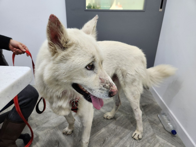 최근에 SFTS 감염이 큰 문제다. 