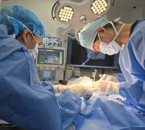 [박순석의 동물병원 24시] 봄철, 반려견 안전사고와 질병 예방