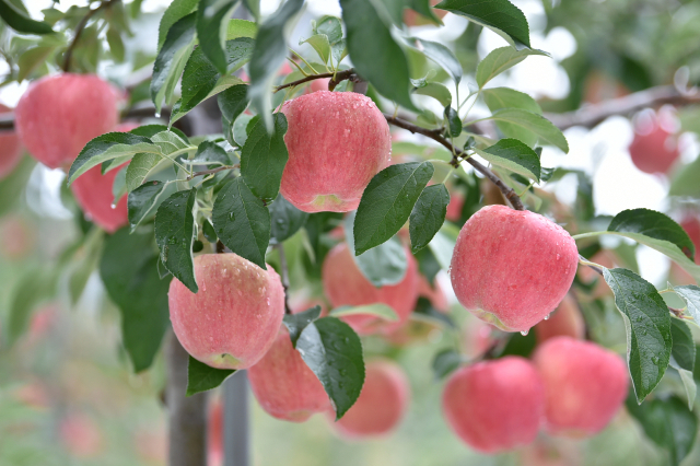 기후가 변해도 청송사과는 그 기후에 맞는 품종을 개발하고 묘목을 생산하기 때문에 해마다 큰 변화없이 고품질 사과를 생산하는 것이다. 청송군 제공